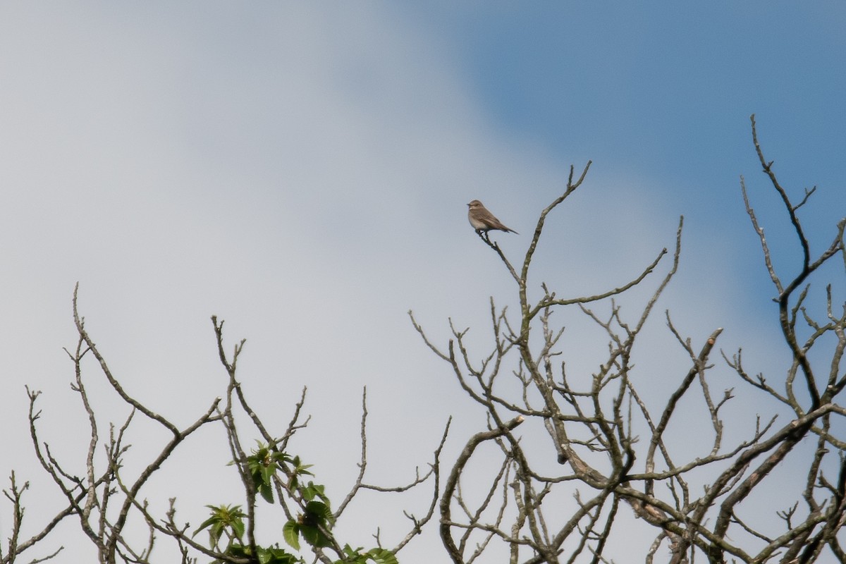 Spotted Flycatcher - David Campbell