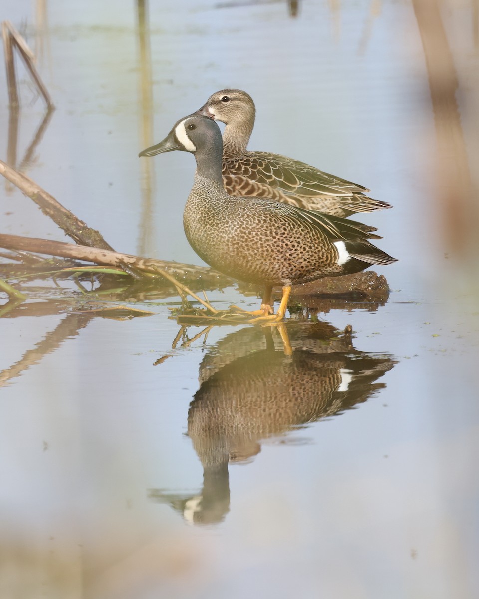 Blue-winged Teal - Mark Sak