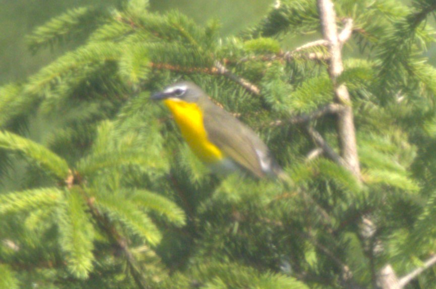 Yellow-breasted Chat - David Bennett