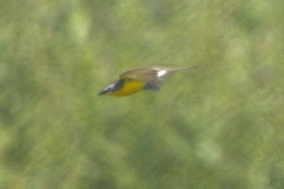 Yellow-breasted Chat - David Bennett