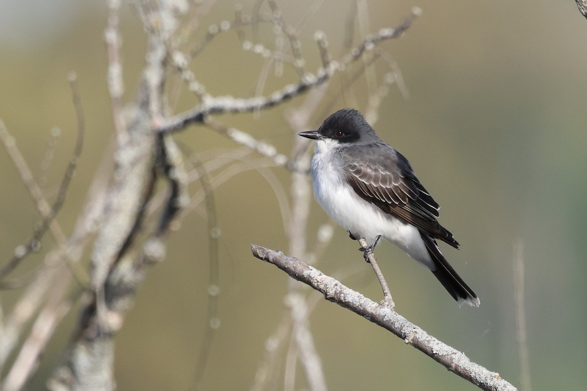 Eastern Kingbird - Mark Sak