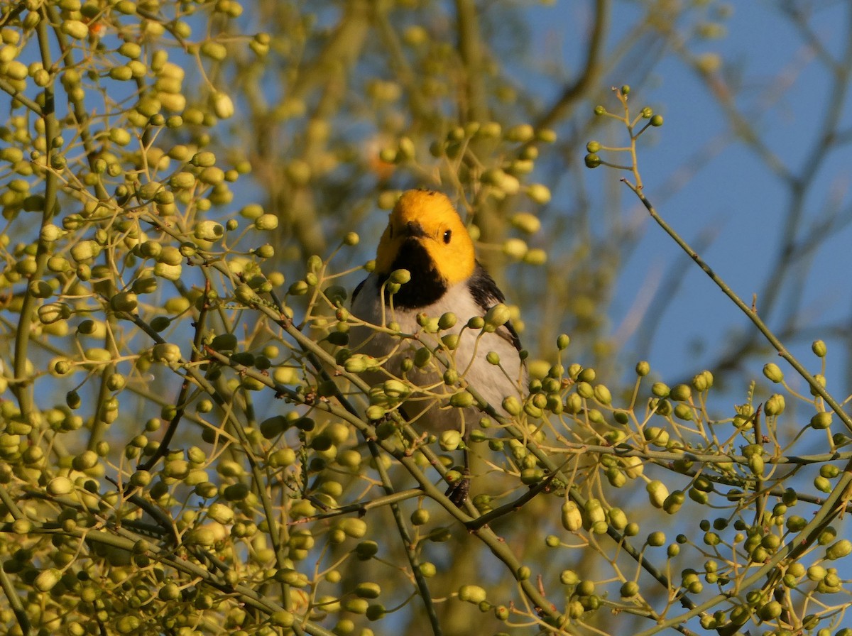 Hermit Warbler - James Atkinson