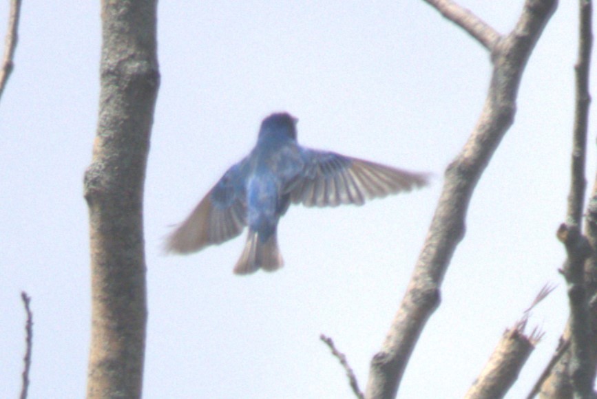 Indigo Bunting - David Bennett