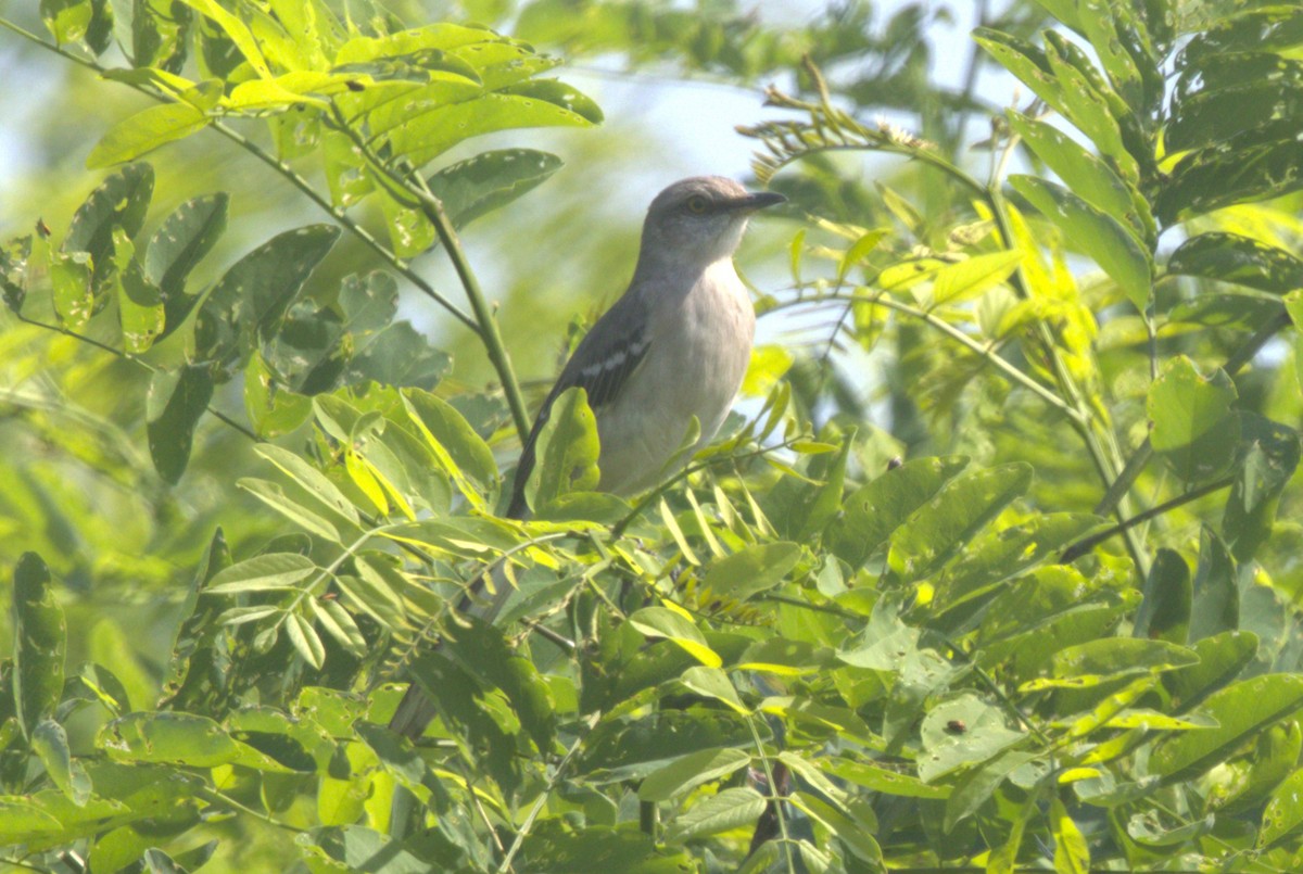 Northern Mockingbird - David Bennett