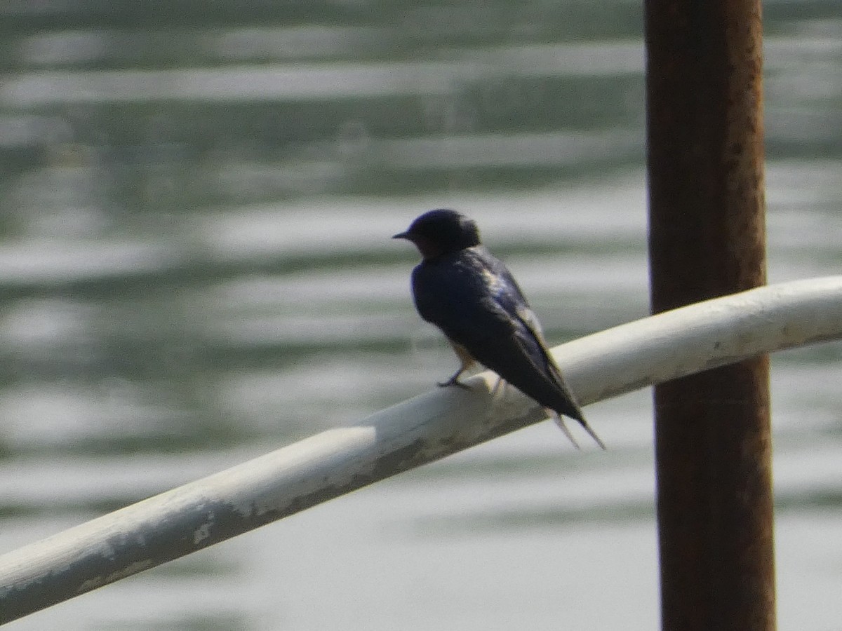 Tree Swallow - Kris Petrowitz