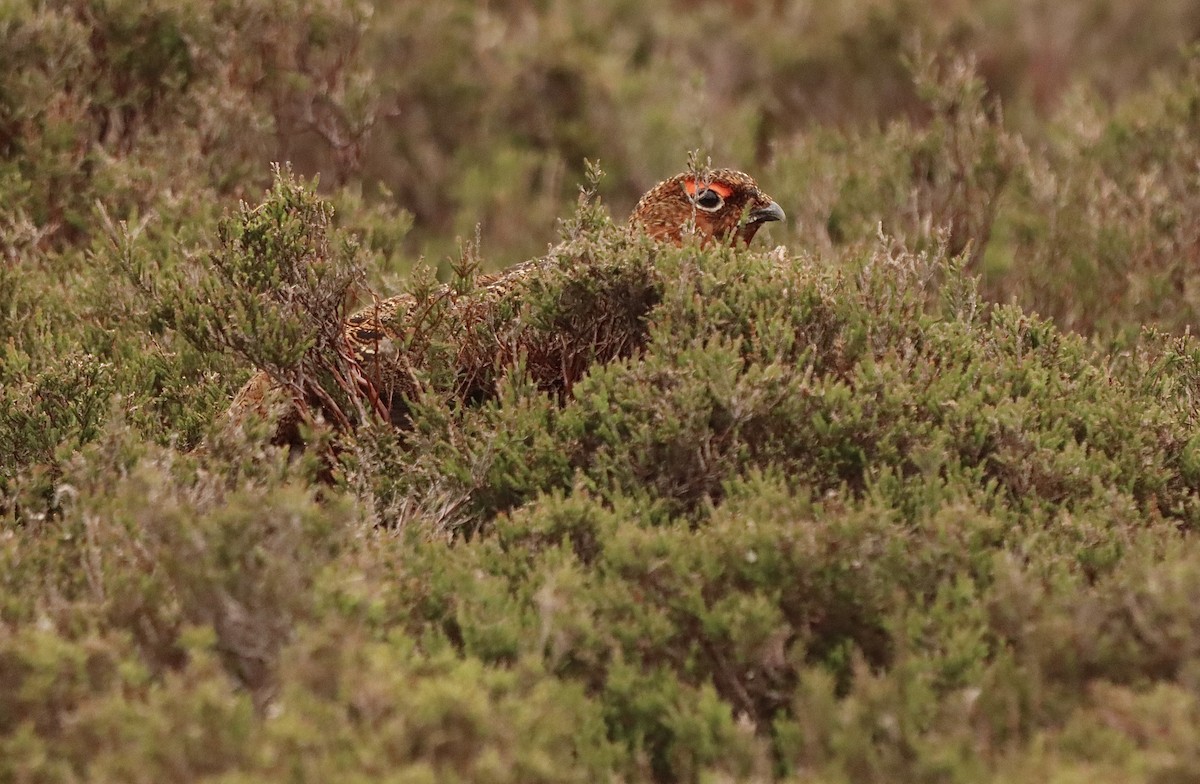 Willow Ptarmigan - Oliver Cottis