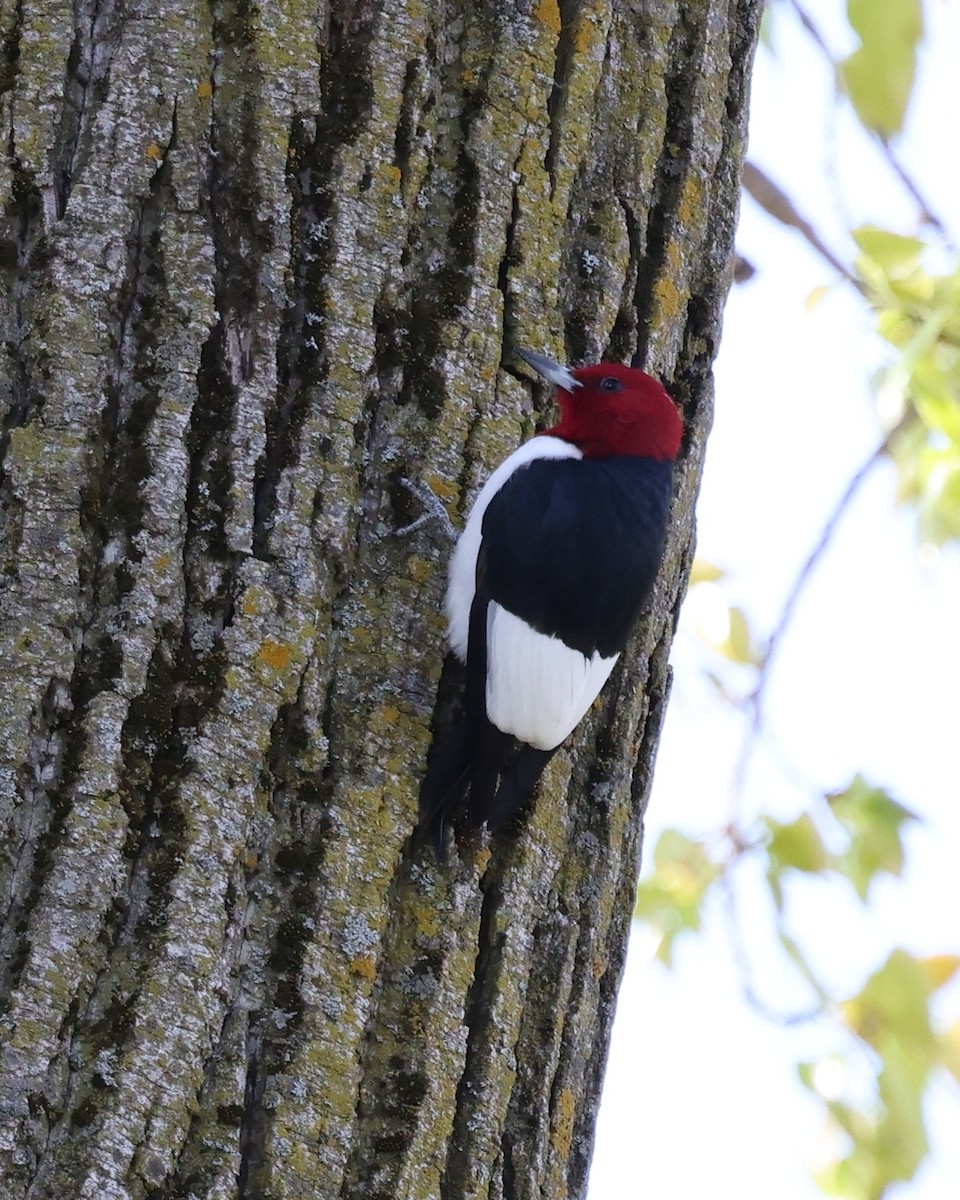 Red-headed Woodpecker - Mark Sak