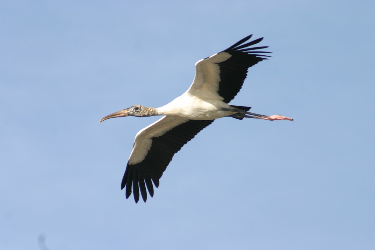 Wood Stork - Sylvie Vanier🦩