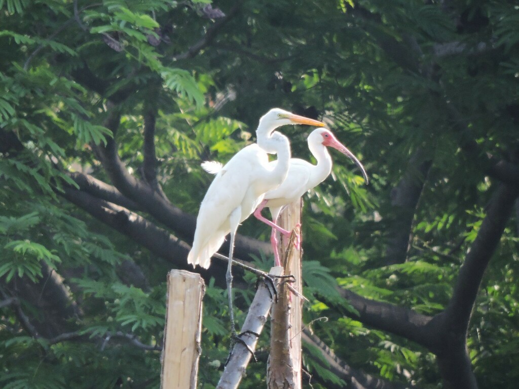 Ibis blanc - ML619537348