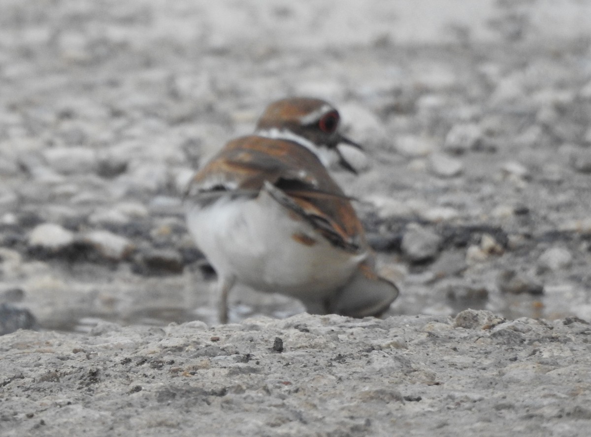 Killdeer - Pamela Goolsby