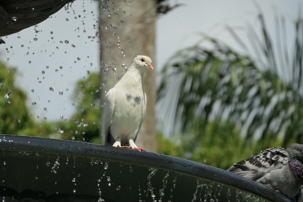 Rock Pigeon (Feral Pigeon) - Jason Griffin-Mauff