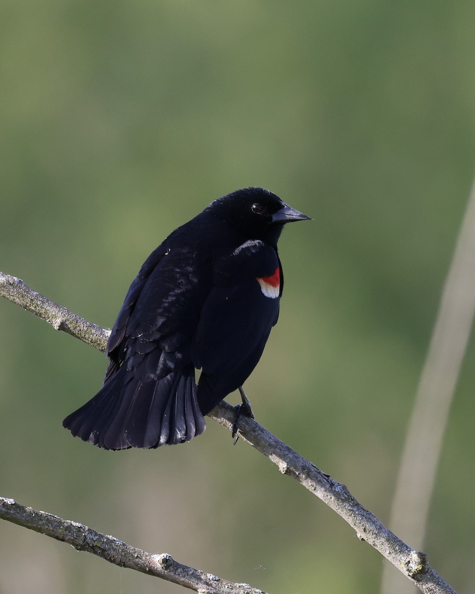 Red-winged Blackbird - Mark Sak