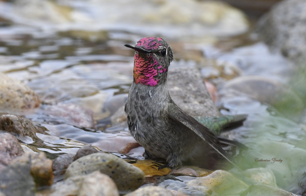 Anna's Hummingbird - Catherine Zinsky