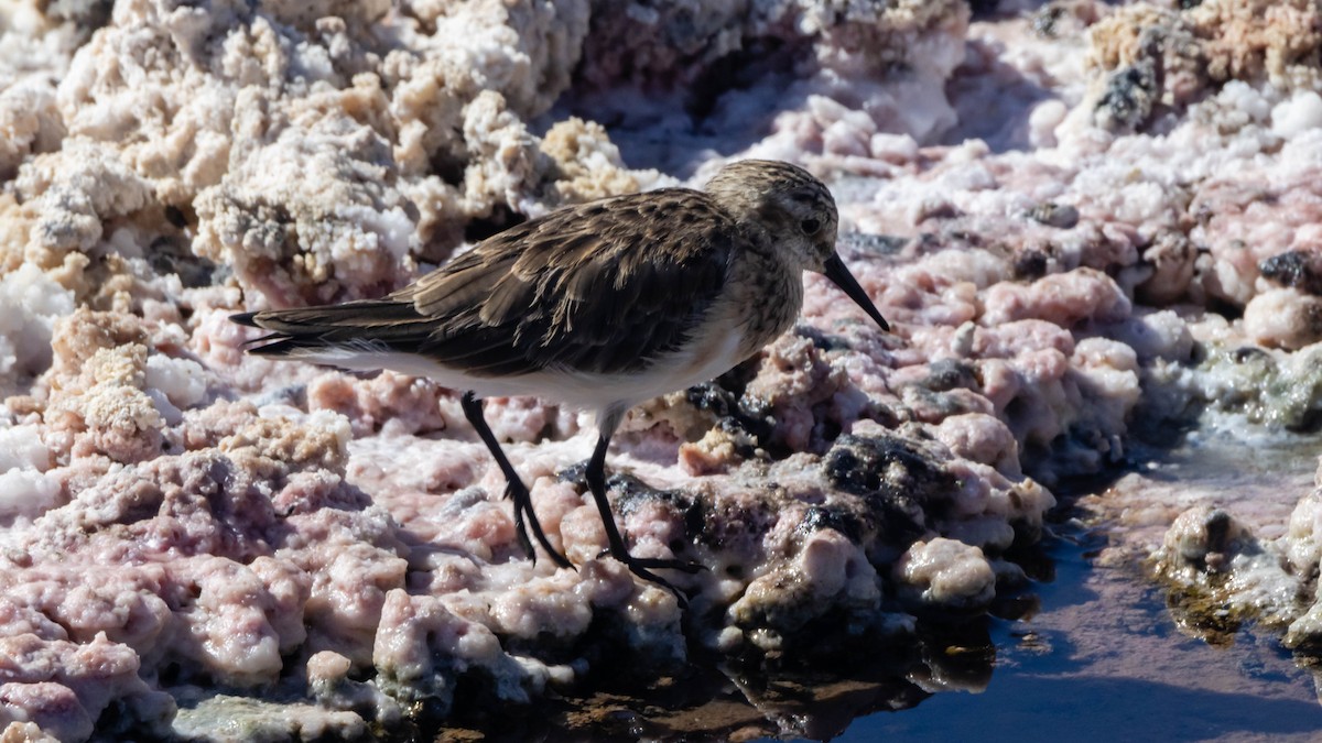 Baird's Sandpiper - ML619537359