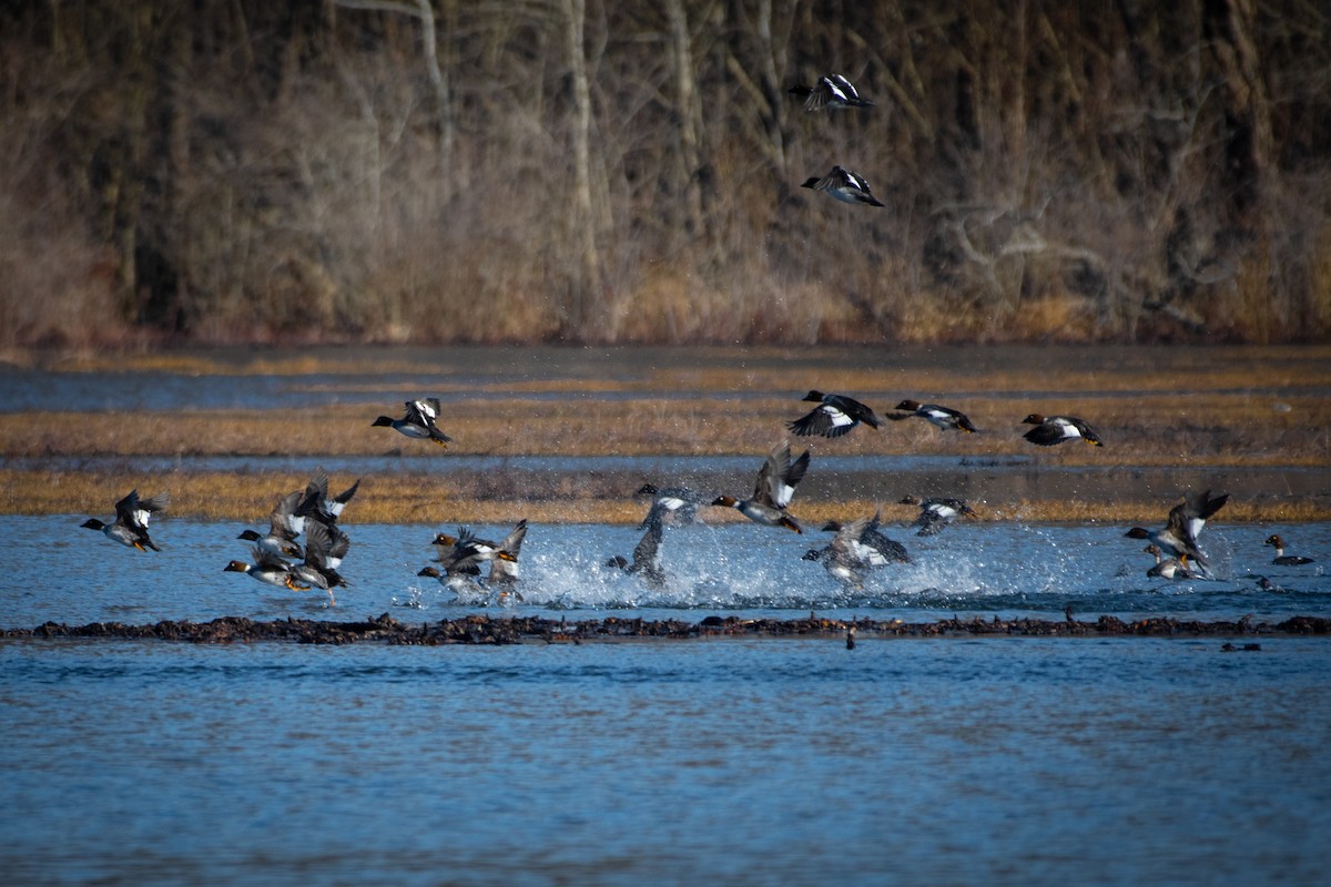 Common Goldeneye - Rob Cochran