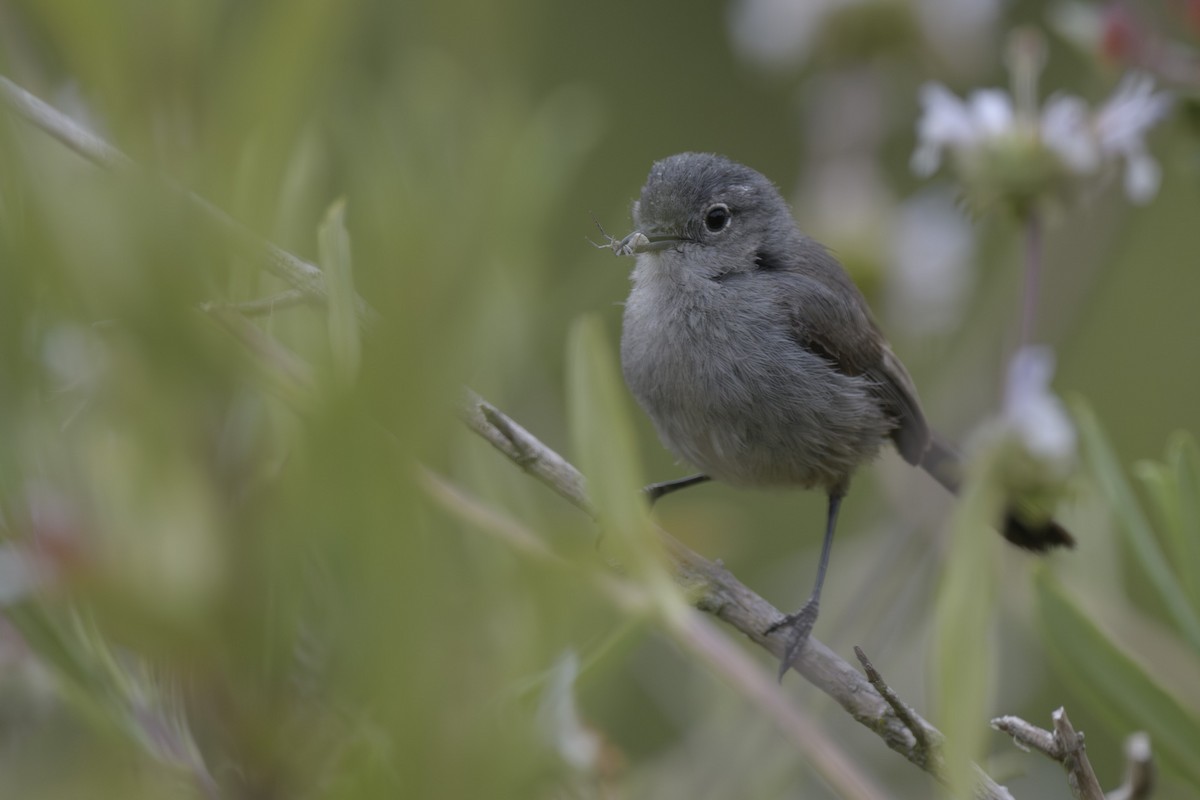 Perlita Californiana - ML619537362