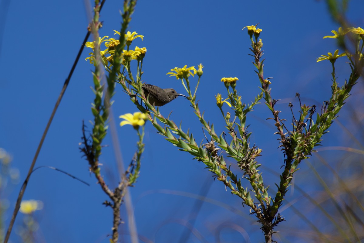 Mouse-colored Sunbird - Nick Leiby