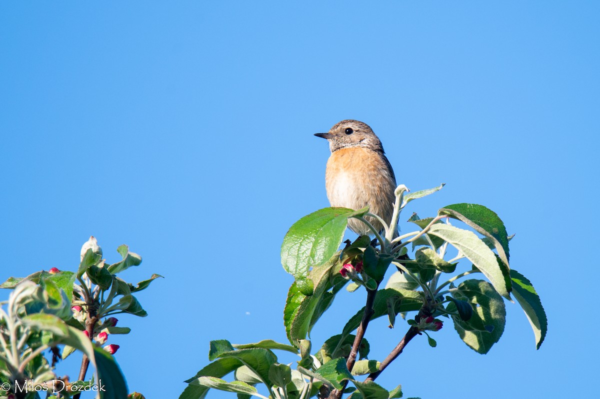 European Stonechat - Miloš Drozdek