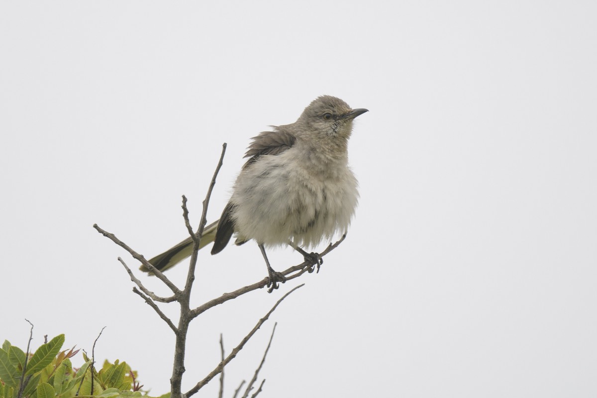 Northern Mockingbird - Randy Harwood