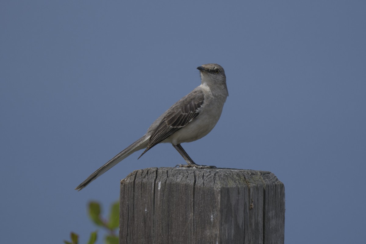 Northern Mockingbird - Randy Harwood