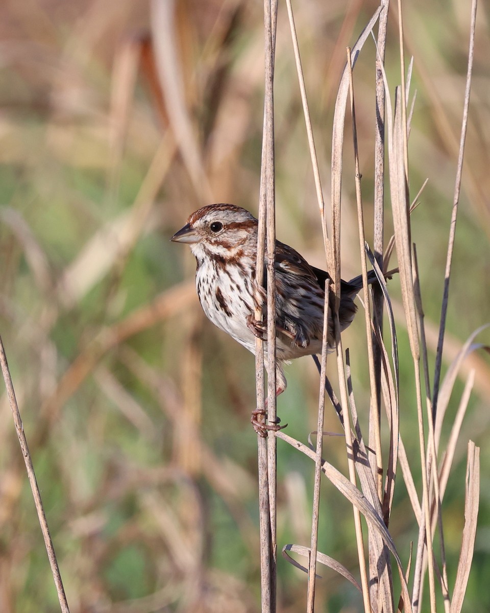 Song Sparrow - Mark Sak