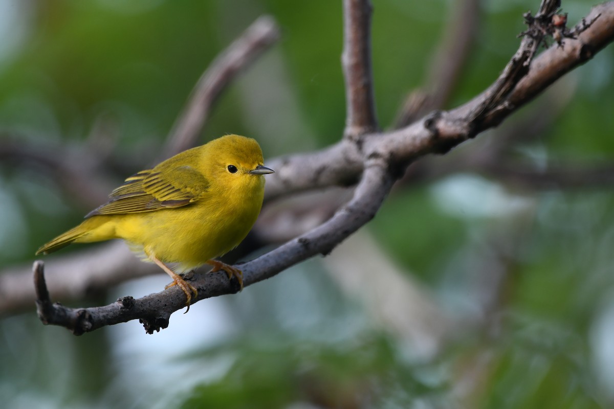 Yellow Warbler - Lambert Gauthier