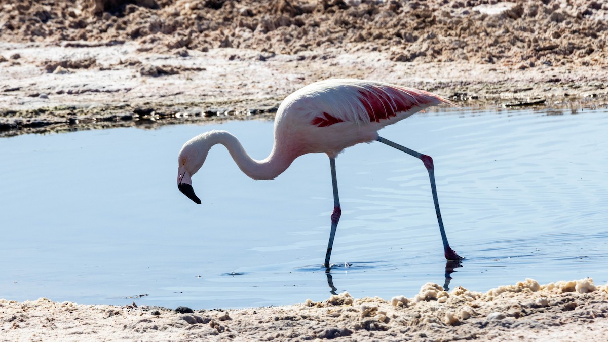 Chilean Flamingo - Yehiel Engel