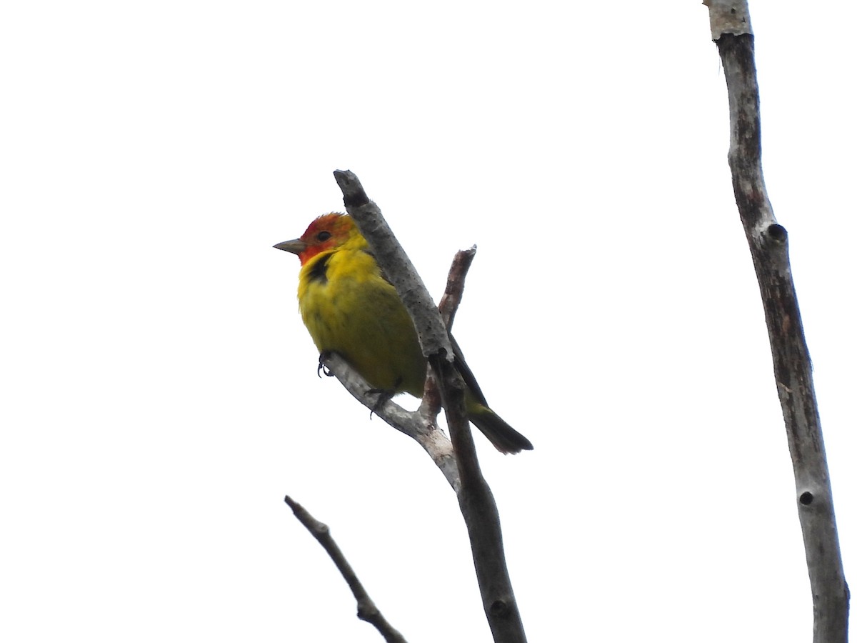 Western Tanager - Mark Stevens