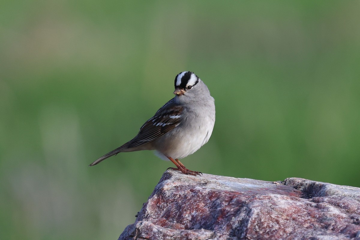 White-crowned Sparrow - Mark Sak