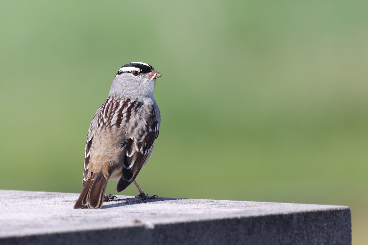 White-crowned Sparrow - Mark Sak