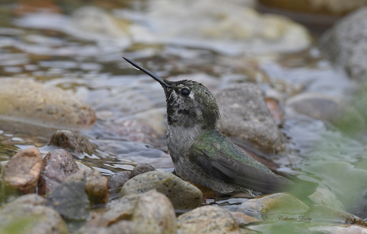 Anna's Hummingbird - Catherine Zinsky