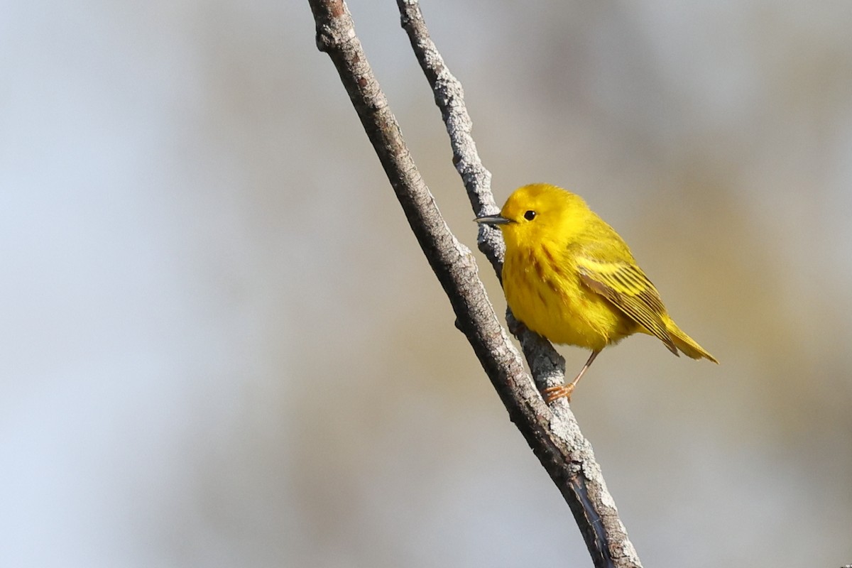 Yellow Warbler - Mark Sak