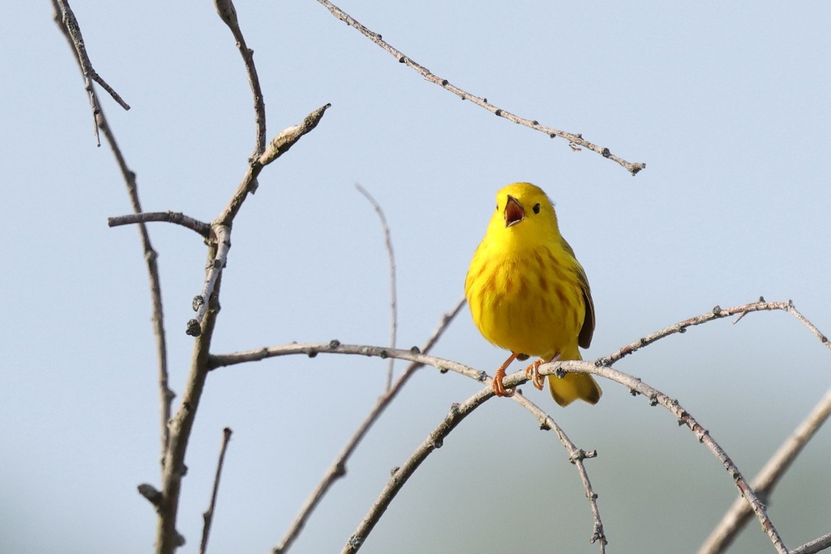 Yellow Warbler - Mark Sak