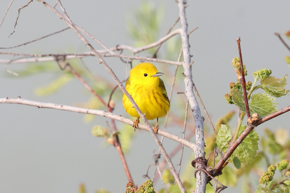 Yellow Warbler - Mark Sak