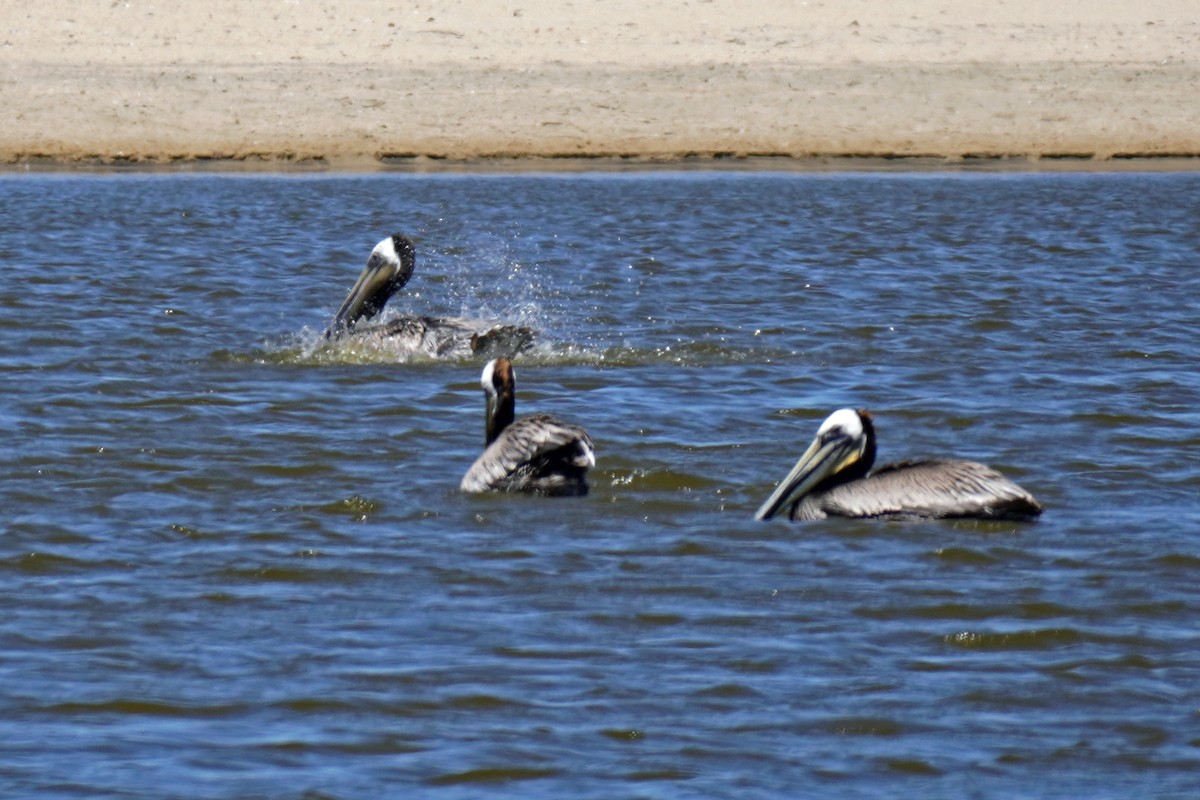 Brown Pelican - ML619537395