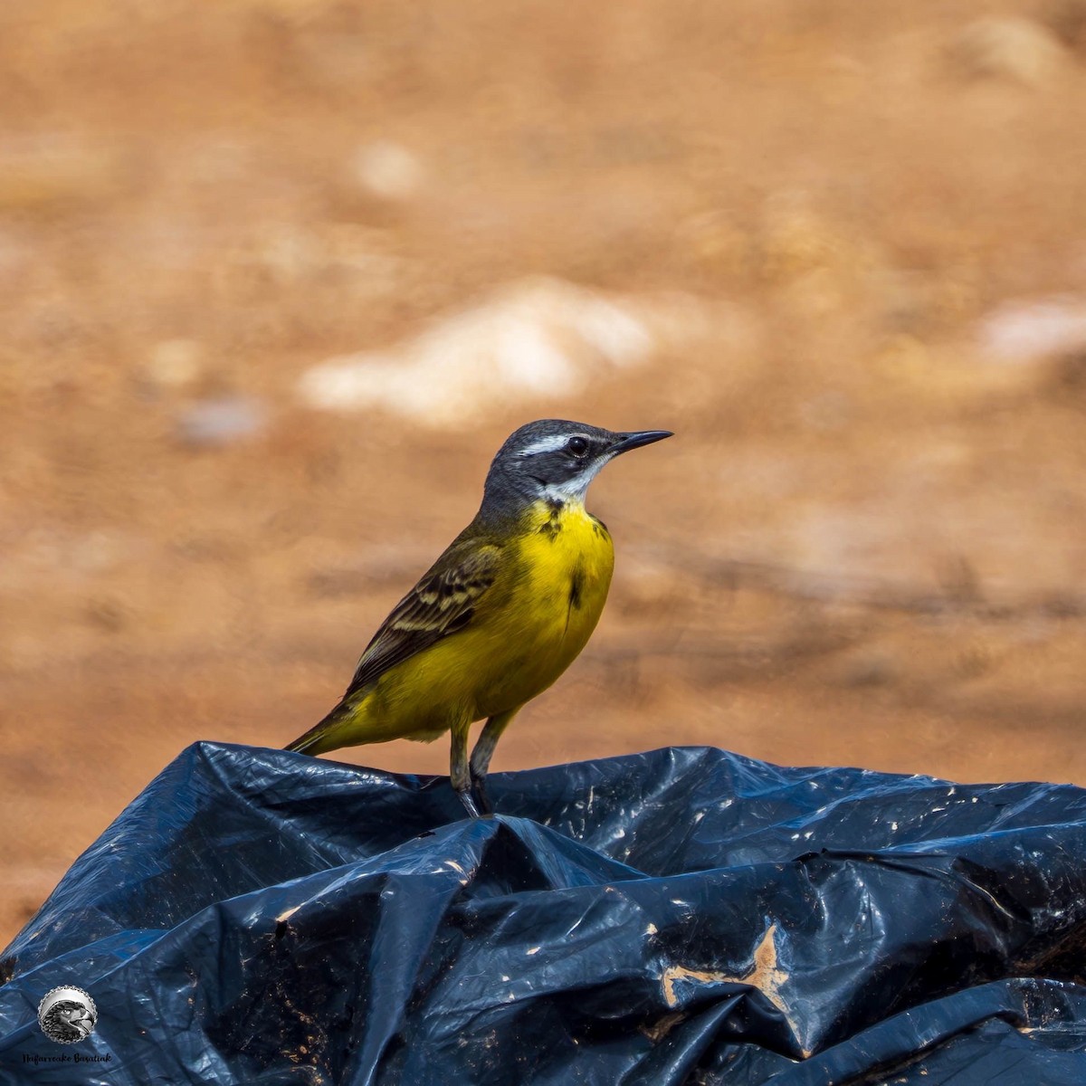 Western Yellow Wagtail - ML619537398