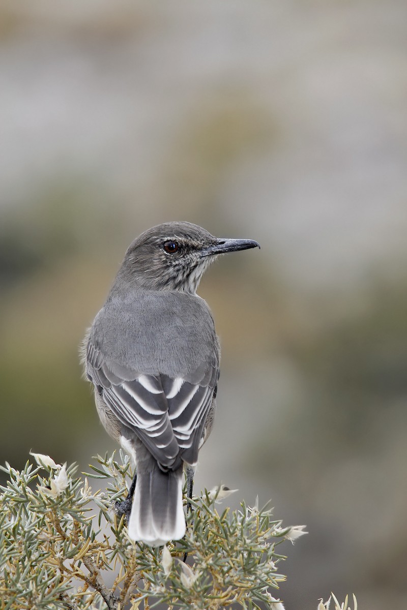 Black-billed Shrike-Tyrant - Adrián Braidotti