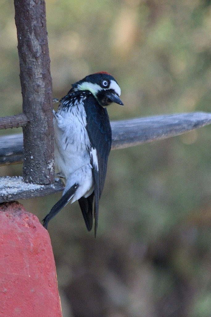 Acorn Woodpecker - Francisco J. Muñoz Nolasco