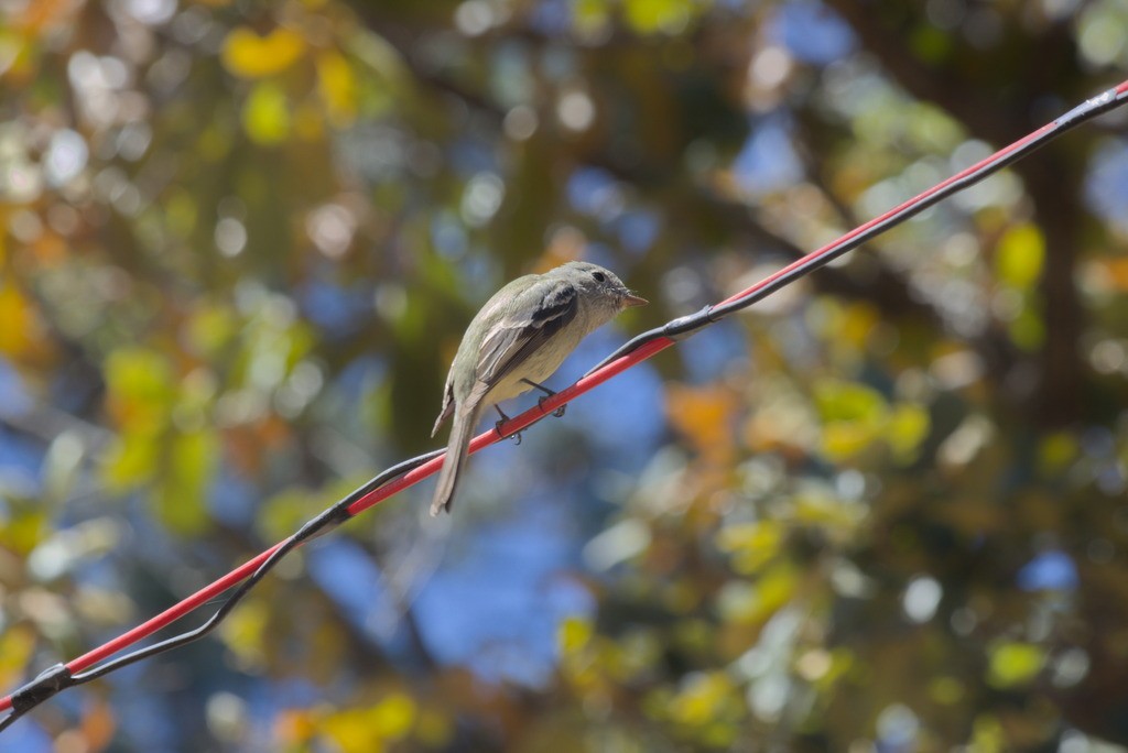 Empidonax sp. - Francisco J. Muñoz Nolasco