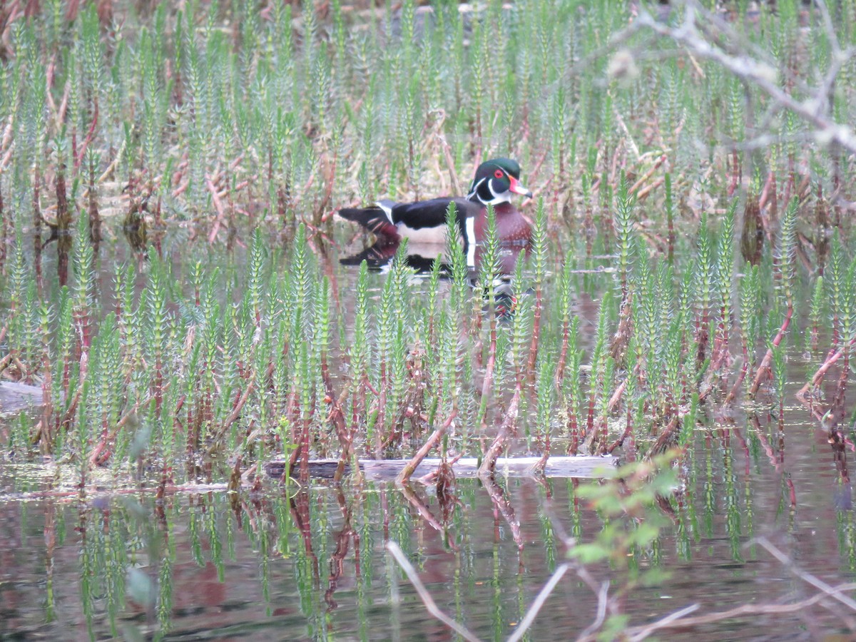 Wood Duck - Phil Wegener