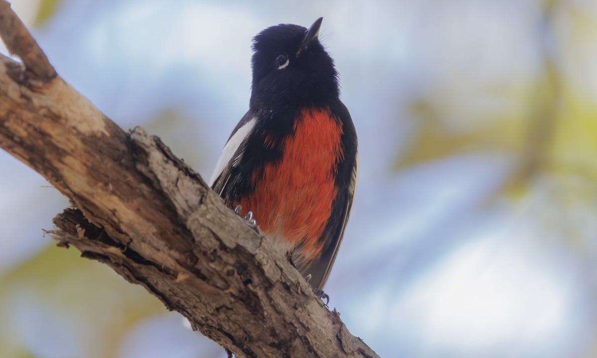 Painted Redstart - Steve Kelling