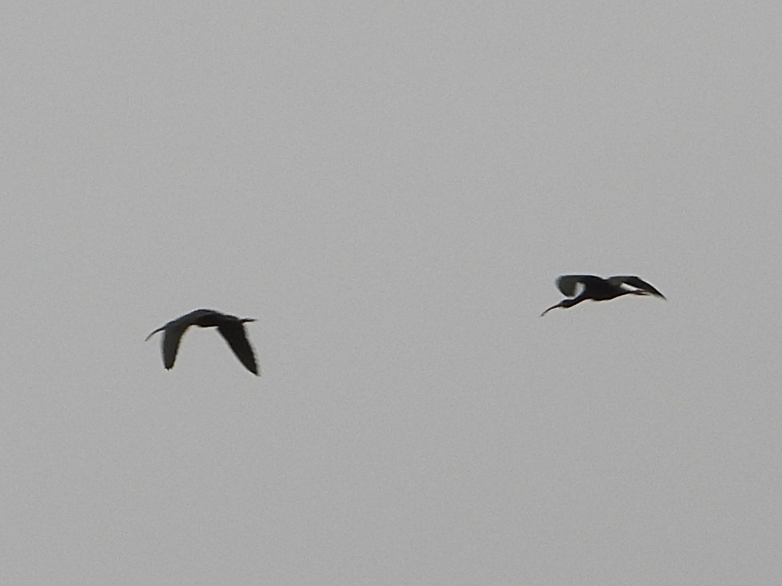 White-faced Ibis - Doug Lithgow