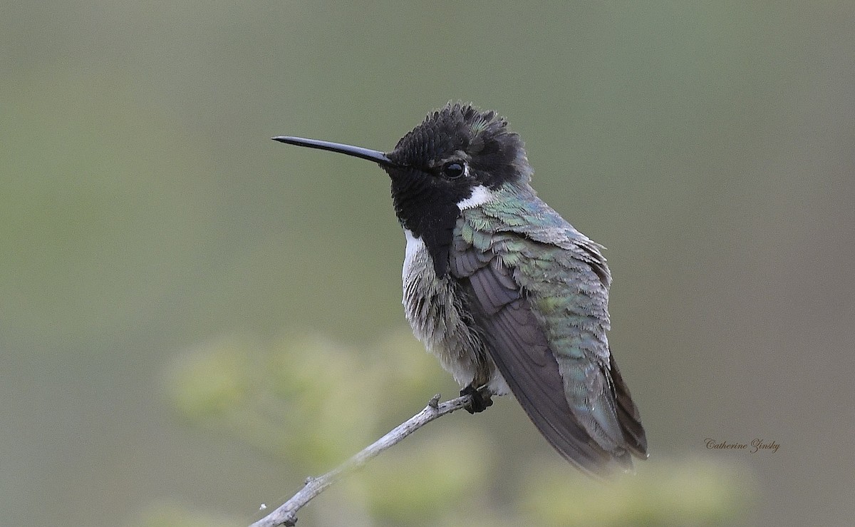 Costa's Hummingbird - Catherine Zinsky