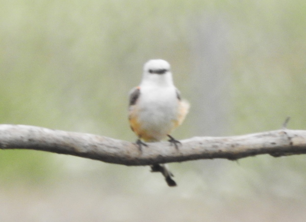 Scissor-tailed Flycatcher - Pamela Goolsby