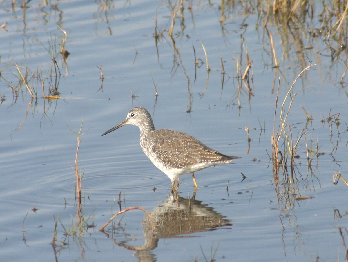 Greater Yellowlegs - Sylvie Vanier🦩