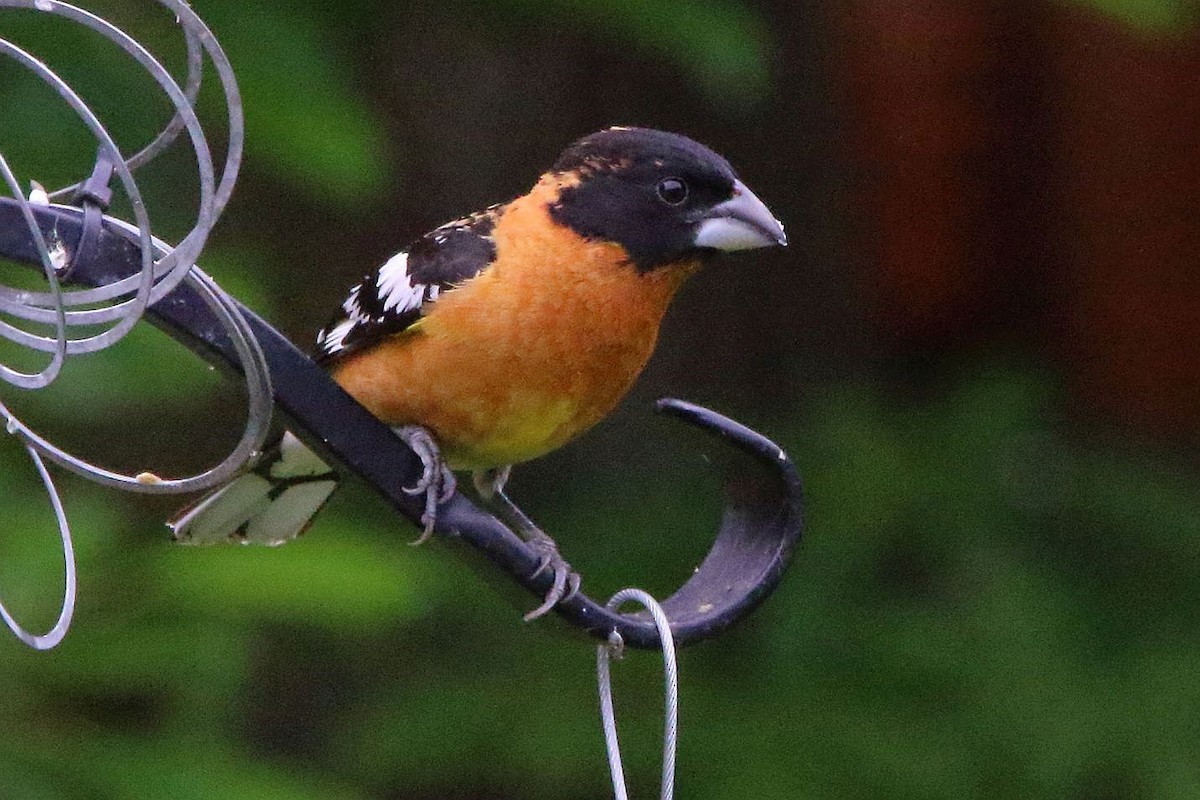 Black-headed Grosbeak - ML619537424