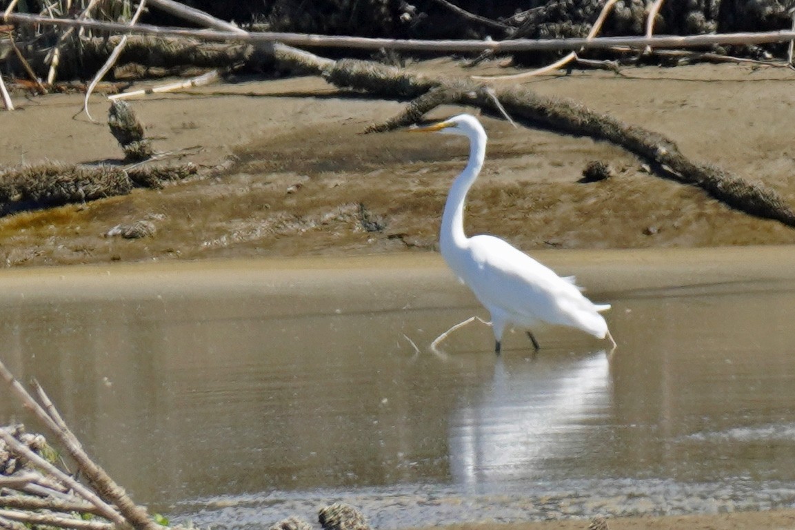 Great Egret - ML619537425