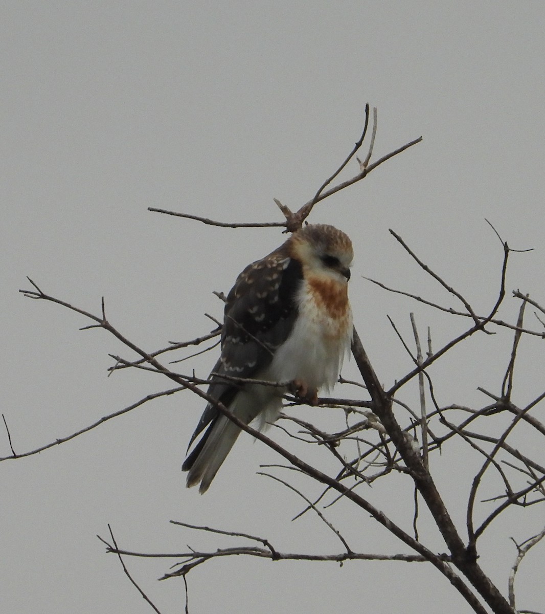 White-tailed Kite - Doug Lithgow