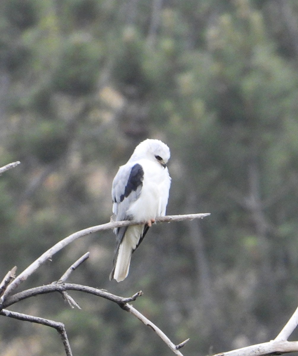 White-tailed Kite - Doug Lithgow