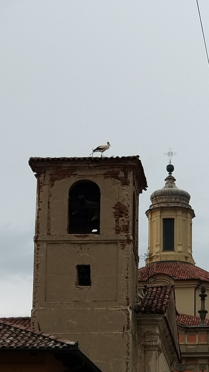 White Stork - Barbara Gillio